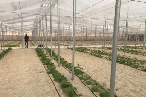 Cultivos de la Escuela Agraria de Vícar.