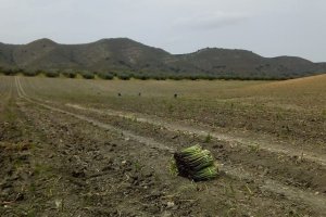 Los agricultores del espárrago alertan de la falta de mano de obra.