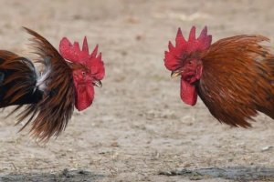 Más de una docena de personas y 7 gallos se reunieron en la barriada de Puente del Río.