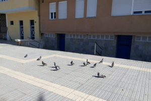 Palomas campan a sus anchas en el paseo marítimo.