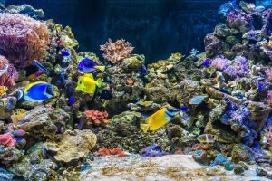 Peces nadando en Aquarium Costa de Almería.