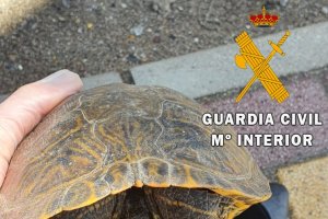 Galápago de Florida encontrado en Balerma.