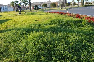 Uno de los operarios trabajando en una zona ajardinada del municipio.