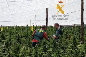 Los agentes intervienen un cultivo de marihuana en Guardias Viejas.