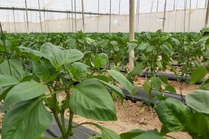 Agricultura intensiva.