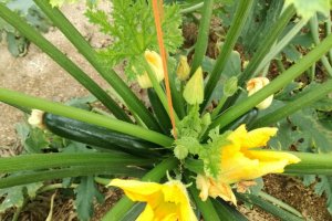 Tratamiento con Nutrivell.