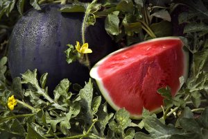 Sandía Rihana,de Semillas Fitó.