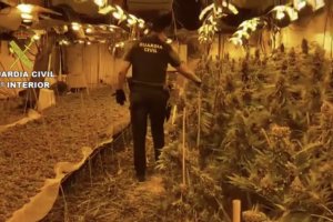 Plantación de marihuana decomisada