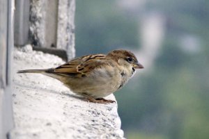 Como un gorrión agarrados a cualquier cosa con tal de salir medio así de la tempestad