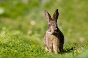 Ejemplar de conejo silvestre en el monte andaluz.