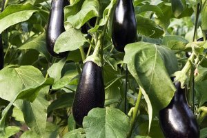 Berenjenas en un invernadero.
