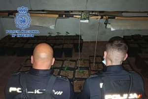 La Policía Nacional ha incautado más de un centenar de plantas.