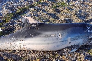 El delfín apareció varado el pasado día 21 sobre las 20 horas.