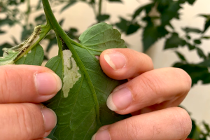 Larva de Tuta absoluta en el interior de una hoja de tomate.