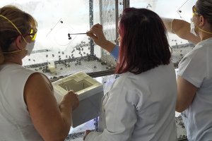 Expertos realizan la fecundación para la producción de colmenas de abejorros.