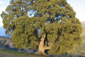 La peana, la encina milenaria de Serón.