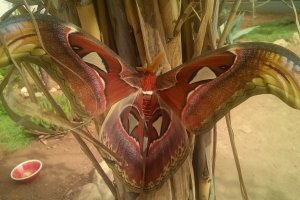 Especie  Attacus Atlas, la mariposa mas grande del mundo, en el Mariposario de Níjar.