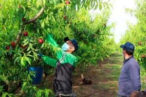 Trabajador en el campo.