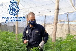 Un agente de la Policía Nacional en el invernadero de El Ejido.