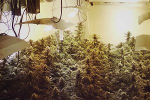 La plantación de marihuana hallada en el interior de la vivienda de la calle Greco.