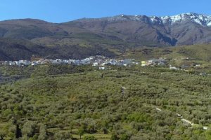 Vista panorámica, con olivares en primer plano y la sierra, al fondo, en una imagen de ‘Turinfo Abrucena’.