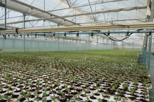 El proyecto trata de mejorar los rendimientos en la producción ecológica