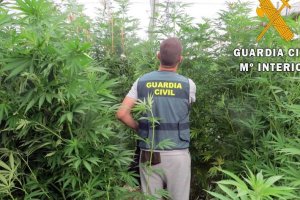 Imagen de archivo de una plantación de marihuana.