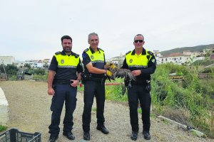 Policía Local en Los Gallardos, reconocido por haber rescatado un águila perdicera y por llevar más de 30 años de servicio público