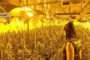 Plantación de marihuana