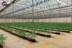 Marruecos quiere reforzar su apuesta por el invernadero