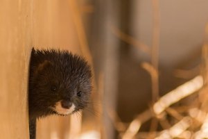 Visón, imagen de archivo.