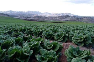 cultivo de escarola en una plantación de Hermanos Chumbos de Pulpí.