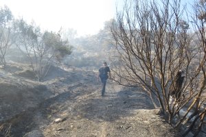 Terreno calcinado tras el incendio del pasado 21 de junio.