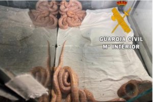 Ejemplares intervenidos por la Guardia Civil.