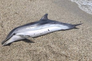 Ejemplar de delfín que apareción varado en Roquetas el pasado 8 de julio.