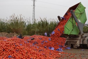 Imagen de archivo de un camión volcando en el suelo un contenedor cargado de tomates.