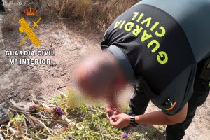 Un agente de la Guardia Civil liberando a unas de las aves utilizadas como reclamo