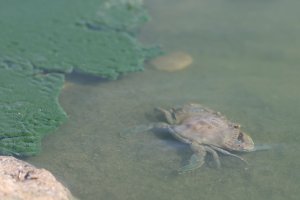 Ejemplar de cangrejo azul fotografiado en Rambla Morales