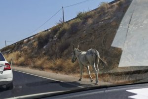 El animal por el arcén de la carretera.