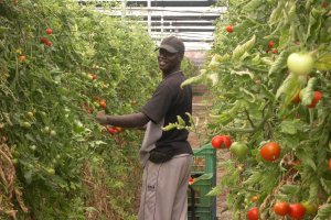 El tomate  almeriense pierde peso  en el  portfolio de cultivos del Poniente.