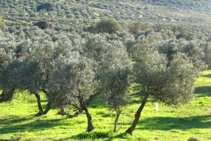 El olivar, uno de los más importantes sectores de nuestra agricultura.