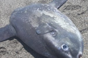 Pez luna muerto sobre la arena de la playa de la Romanilla.