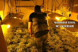Plantación de marihuana encontrada en una vivienda familiar en Adra.