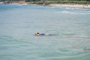 Sparrow, la tortuga boba que visitó la costa almeriense.