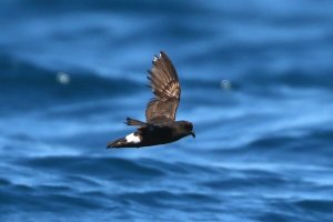 El paíño mediterráneo, a pesar de su pequeño tamaño, recorre miles de kilómetros. Foto de Víctor París (SEO/Birdlife).