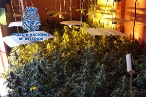 Plantación hallada en Los Almendros.