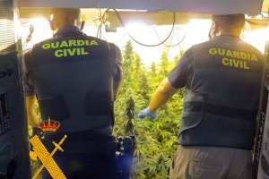 Plantación hallada en el municipio de La Alpujarra.