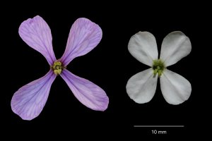 Las flores de primavera y de verano de la Moricandia arvensis