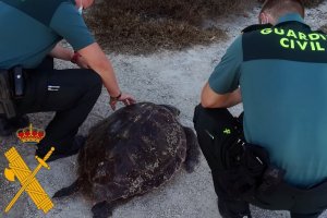 Imagen de archivo de una tortuga boba varada en la playa.