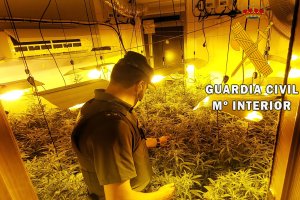 Cultivo de marihuana desarticulado en Roquetas.